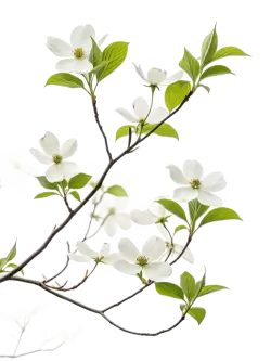 Imagen PNG para descargar